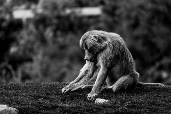 哈玛德利亚狒狒 Papio Hamadryas 在山上吃草的灰度浅景照片 — 图库照片