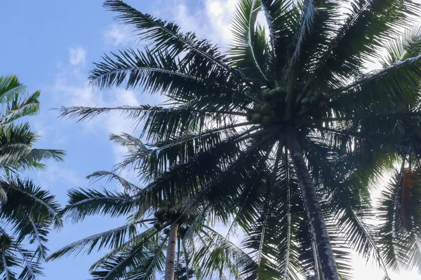 Low Angle Shot Coconut Palm Trees Blue Sky — Stock Photo, Image