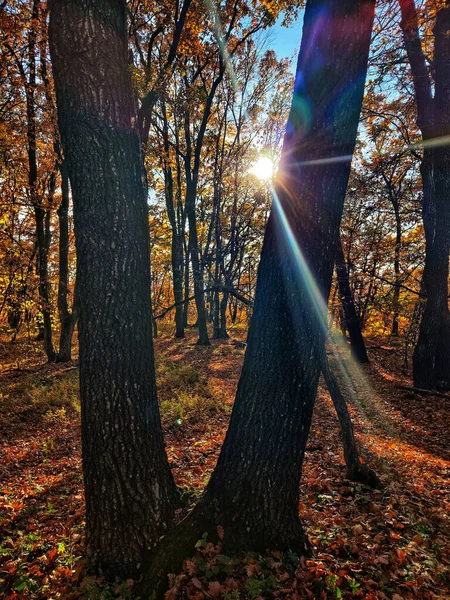 Вертикальний Знімок Сонячного Світла Пробивається Крізь Дерева Лісі Восени — стокове фото