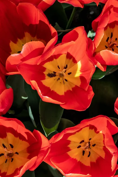 Вертикальний Постріл Червоних Жовтих Тюльпанів Місті Кекенхоф Ліссе Нідерланди — стокове фото
