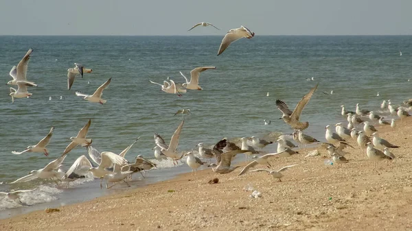 Una Bandada Gaviotas Playa Día Soleado — Foto de Stock