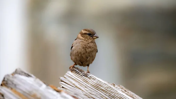 Nahaufnahme Eines Haussperlings Auf Dem Verschwommenen Hintergrund — Stockfoto