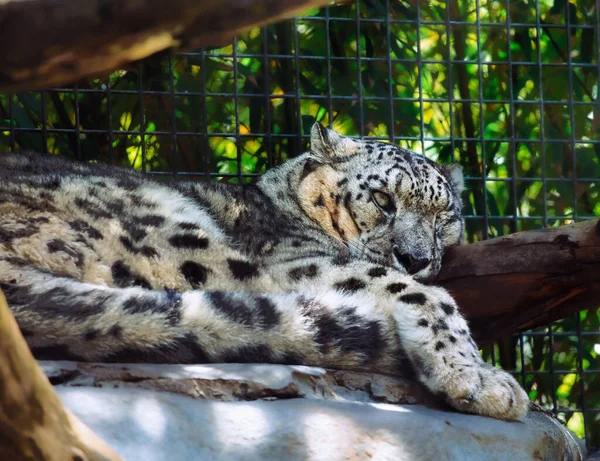 Ein Wunderschöner Wilder Schneeleopard Panthera Uncia Liegt Auf Einem Felsen — Stockfoto