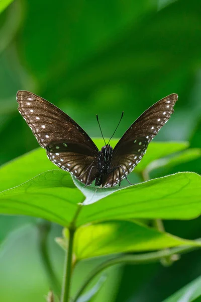 在朦胧的背景中 一只蝴蝶坐在树叶上的垂直镜头 — 图库照片