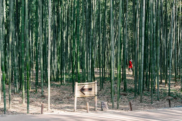 Una Giovane Donna Che Cammina Nella Foresta Bambù Arashiyama Kyoto — Foto Stock