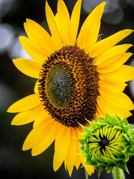 Closeup Shot Head Sunflower — Stockfoto