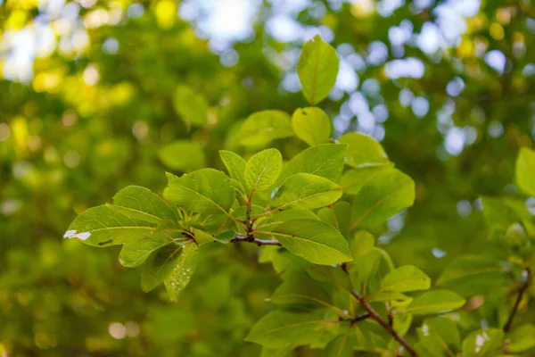 Nahaufnahme Eines Zweiges Eines Laubbaumes Mit Großen Blättern — Stockfoto
