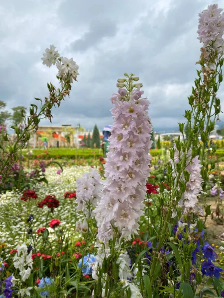 Vertical Beautiful View White Candle Larkspur Other Colorful Flowers Garden — Stock Photo, Image