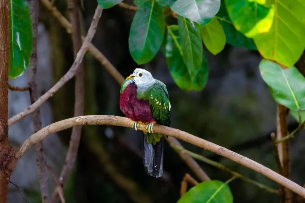 Hayvanat Bahçesindeki Bir Dalda Oturan Bir Wompoo Fruit Dove Ptilinopus — Stok fotoğraf