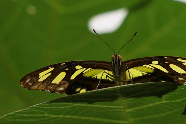 Primer Plano Una Mariposa Pavo Real Sobre Fondo Borroso —  Fotos de Stock