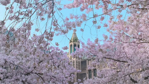 公園内に咲く桜の美しい風景 — ストック写真