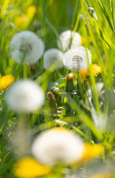 Een Blowball Tussen Gele Bloesems Van Paardebloem Taraxacum Met Wazige — Stockfoto