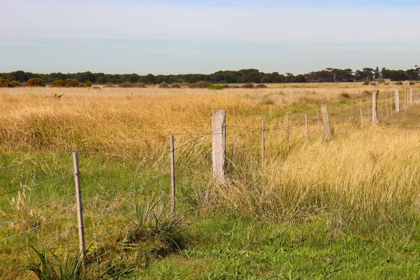 Oude Paal Draad Hek Het Veld — Stockfoto