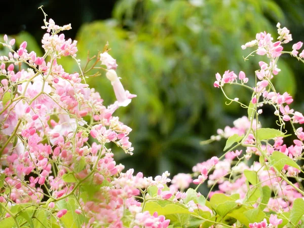 Eine Nahaufnahme Der Podranea Ricasoliana Einer Rosafarbenen Trompetenrebe Vor Verschwommenem — Stockfoto