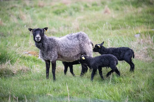 Les Deux Adorables Moutons Gotland Qui Boivent Lait Maternel Dans — Photo