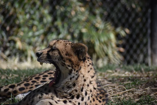 Primer Plano Del Bostezo Cheetah Aire Libre Zoológico — Foto de Stock