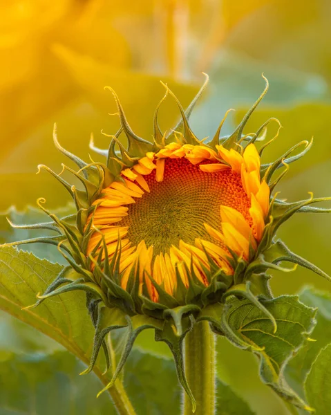 Eine Vertikale Aufnahme Einer Sonnenblume Auf Dem Verschwommenen Hintergrund — Stockfoto