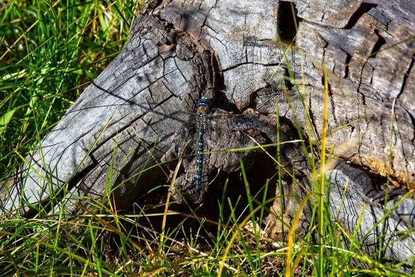 Uma Libélula Azul Toco Árvore Velha Cercada Por Grama — Fotografia de Stock