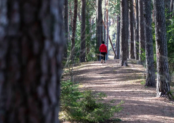 Joven Excursionista Con Bastones Trekking Caminando Bosque Día Soleado —  Fotos de Stock