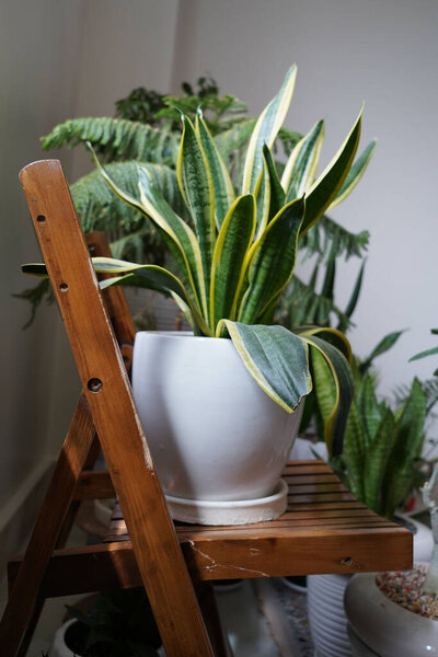 A vertical shot of snake plant on a white pot on the wooden chair
