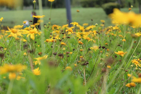 Eine Auswahl Gelber Blumen Auf Einem Feld — Stockfoto