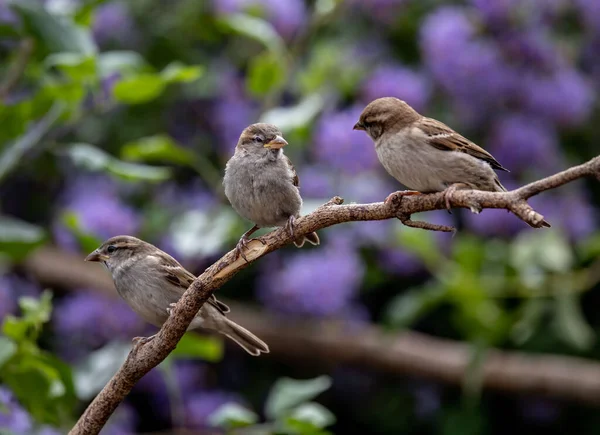 Selective Focus Shot Three Sparrows Perched Branch — Stock Photo, Image