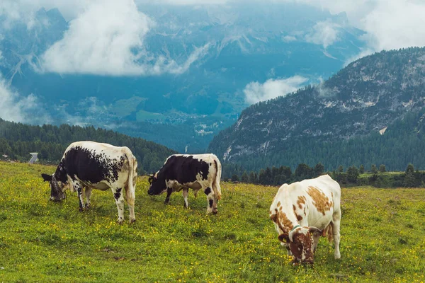 등지고 들판에서 소들이 아름다운 — 스톡 사진