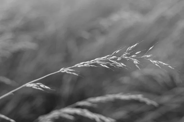 Eine Nahaufnahme Schwarz Weiß Aufnahme Von Weizen Auf Einem Feld — Stockfoto