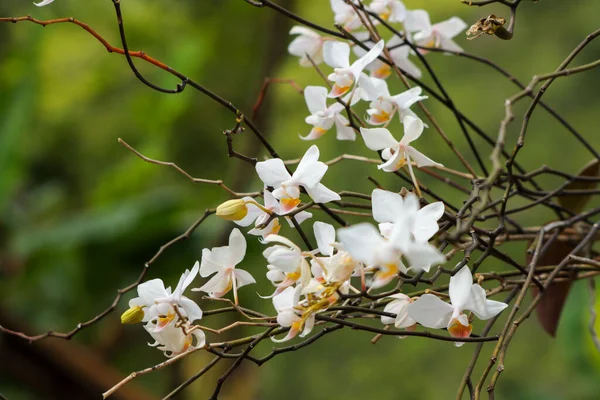 Макроснимок Лунных Орхидей Phalaenopsis Amabilis Цветущих Ветвях Деревьев — стоковое фото