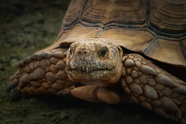 Eine Nahaufnahme Einer Großen Schildkröte Freien Vor Verschwommenem Hintergrund — Stockfoto