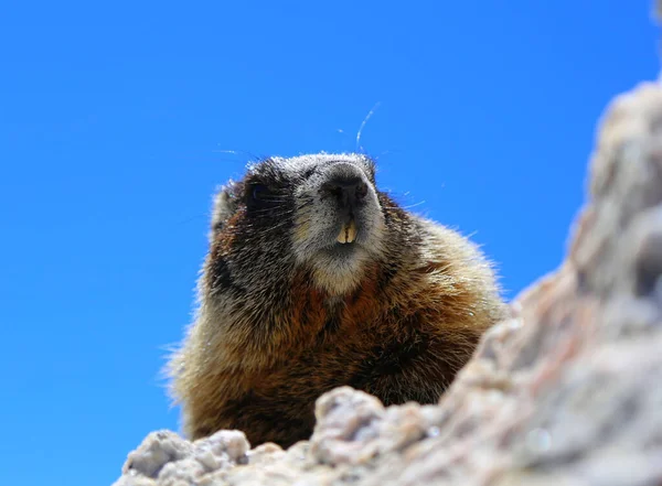 Bir Kayanın Üzerindeki Kahverengi Kunduzun Alçak Açılı Görüntüsü — Stok fotoğraf