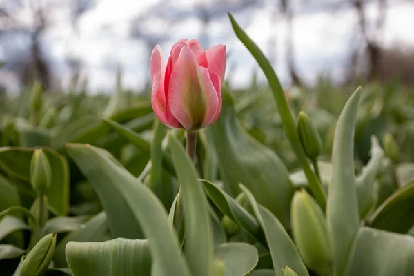 Closeup Tulipa Gesneriana Didier Tulip Keukenhof Lisse Netherlands — Stock Photo, Image