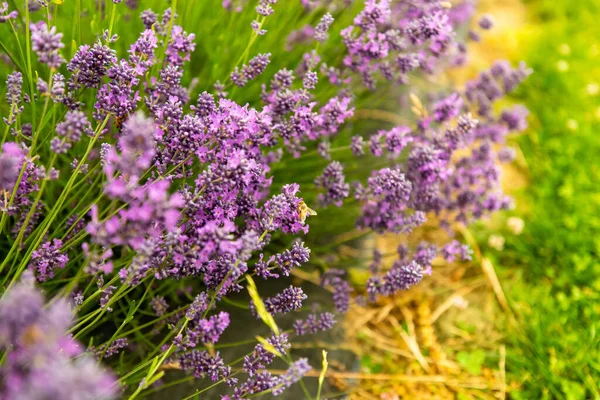 紫色のラベンダーの花を受粉させる蜂のクローズアップ — ストック写真
