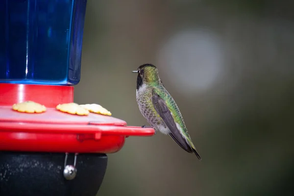 Wybiórcze Ujęcie Kolibra Siedzącego Metalu — Zdjęcie stockowe