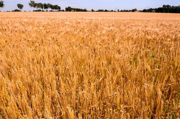 Текстурированное Пшеничное Поле Окраине Европы Германии — стоковое фото