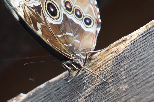 Closeup Shot Common Morpho Butterfly Wooden Board — Stock Photo, Image