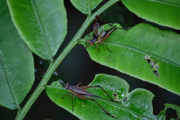 Primer Plano Dos Conocephalus Melaenus Sobre Hojas Verdes Bosque —  Fotos de Stock