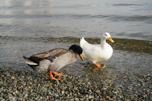 Beautiful Shot White Pekin Duck Duclair Duck Pebbles Wet Beach — Stock Photo, Image