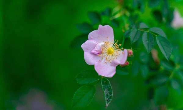 Μια Όμορφη Μακροεντολή Από Ένα Ροζ Τριαντάφυλλο Λουλούδι Κατά Θολή — Φωτογραφία Αρχείου