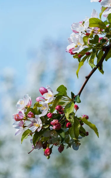 Tiro Vertical Uma Árvore Maçã Florescendo Primavera — Fotografia de Stock