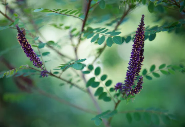 Close Flores Leadplant Roxas Com Folhas Verdes Saxony Anhalt Alemanha — Fotografia de Stock