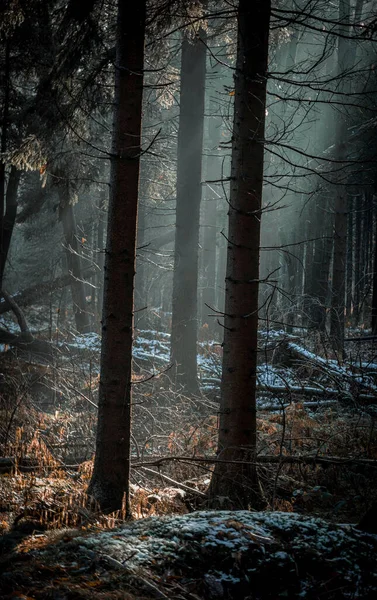 Tiro Vertical Uma Floresta Nebulosa Escura Com Abetos Longos — Fotografia de Stock