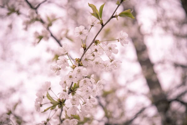 Beau Cliché Une Fleur Cerisier — Photo