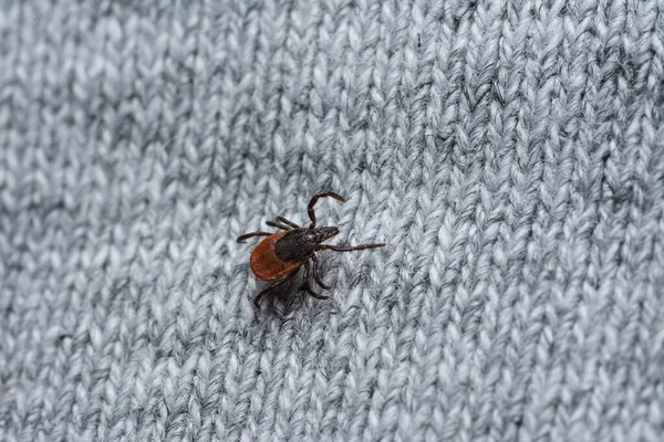 Uma Olhada Carrapato Sanguessuga Perigoso Roupas Humanas Esperando Vítima — Fotografia de Stock