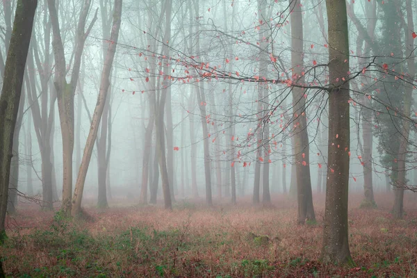 Ein Blick Auf Wachsende Dichte Bäume Die Herbst Von Gras — Stockfoto