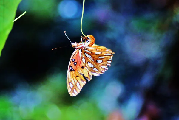 植物の上に蝶の湾の閉鎖ショット — ストック写真