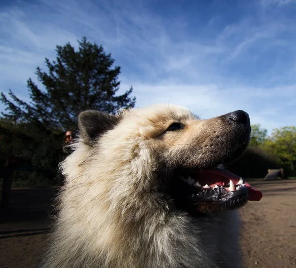 可愛い かわいい ふわふわのクリーム色のユーラシアの犬の頭と小さなぼやけた女性の頭が朝の光の中で笑っています — ストック写真