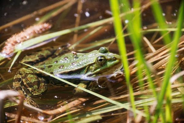 Een Pool Frog Rana Minder Het Water — Stockfoto