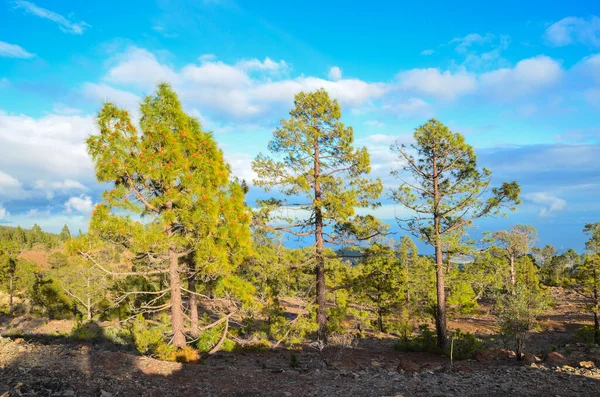 Spanya Nın Tenerife Kanarya Adalarındaki Çam Ormanı — Stok fotoğraf