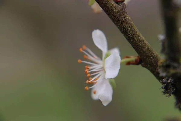 Eine Nahaufnahme Von Birnenblüten Blüht Garten — Stockfoto